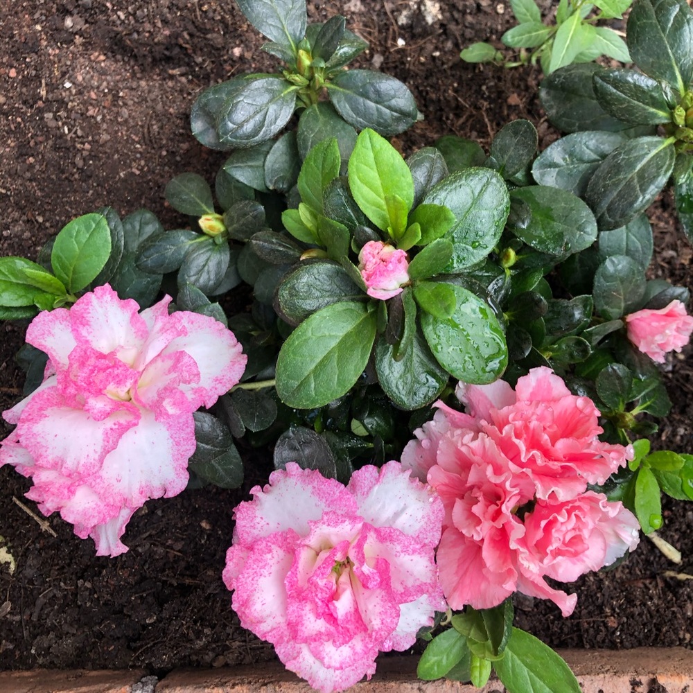 Meet your Posher, Ariana